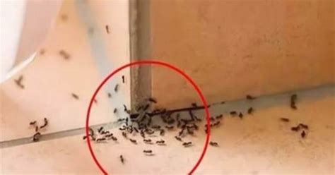 家裡突然出現很多小螞蟻 常言道意思